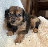 Little Cutie~ Benny~!, a male Chiweenie for sale in Sarcoxie, MO – 6 of 6