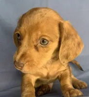 Happy Lil’ Chucky~!!!, a male Miniature Dachshund for sale in Sarcoxie, MO – 8 of 10