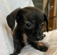 Baby Beatrice, a female Chiweenie for sale in Sarcoxie, MO – 2 of 7