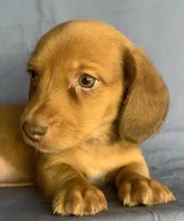 Little Snuggler~Chester~!!!, a male Miniature Dachshund for sale in Sarcoxie, MO – 3 of 10