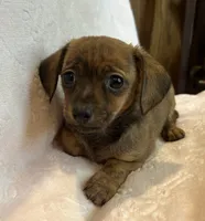 Super Fun Bella~!, a female Chiweenie for sale in Sarcoxie, MO – 2 of 8