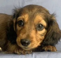 Charlie~Sweet Boy~!, a  Miniature Dachshund for sale in Sarcoxie, MO – 2 of 10