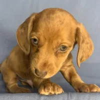Happy Lil’ Chucky~!!!, a male Miniature Dachshund for sale in Sarcoxie, MO – 2 of 10