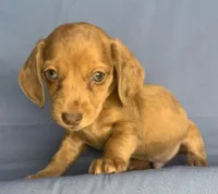 Happy Lil’ Chucky~!!!, a male Miniature Dachshund for sale in Sarcoxie, MO – 9 of 10