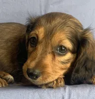 Charlie~Sweet Boy~!, a  Miniature Dachshund for sale in Sarcoxie, MO – 3 of 10