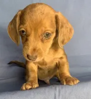 Happy Lil’ Chucky~!!!, a male Miniature Dachshund for sale in Sarcoxie, MO – 3 of 10