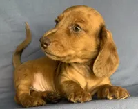 Fun Lil’ Chip, a male Miniature Dachshund for sale in Sarcoxie, MO – 6 of 10