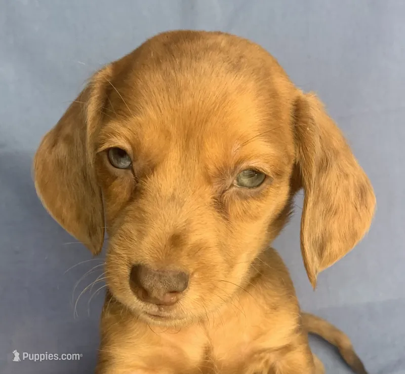 Happy Lil’ Chucky~!!! – Miniature Dachshund puppy for sale in Sarcoxie, MO