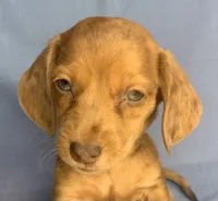 Happy Lil’ Chucky~!!!, a male Miniature Dachshund for sale in Sarcoxie, MO – 1 of 10