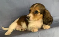 Little Chico~So much Fun!!!, a male Miniature Dachshund for sale in Sarcoxie, MO – 4 of 10