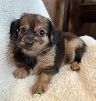 Little Cutie~ Benny~!, a male Chiweenie for sale in Sarcoxie, MO – 4 of 6