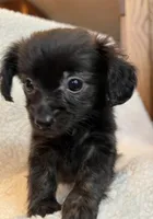 Tiny Lil’ Beau~!, a male Chiweenie for sale in Sarcoxie, MO – 5 of 7