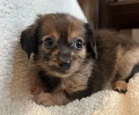 Little Cutie~ Benny~!, a male Chiweenie for sale in Sarcoxie, MO – 3 of 6