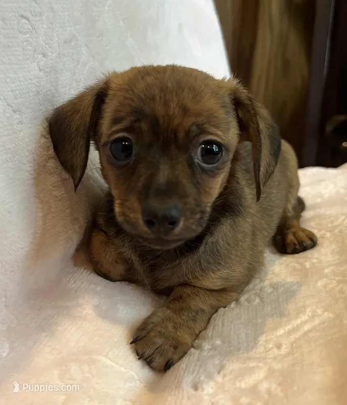 Super Fun Bella~! – Chiweenie puppy for sale in Sarcoxie, MO