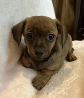 Super Fun Bella~!, a female Chiweenie for sale in Sarcoxie, MO – 1 of 8