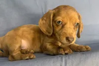 Happy Lil’ Chucky~!!!, a male Miniature Dachshund for sale in Sarcoxie, MO – 6 of 10