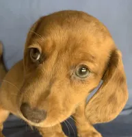 Fun Lil’ Chip, a male Miniature Dachshund for sale in Sarcoxie, MO – 4 of 10