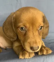 Little Snuggler~Chester~!!!, a male Miniature Dachshund for sale in Sarcoxie, MO – 9 of 10