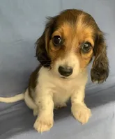Little Chico~So much Fun!!!, a male Miniature Dachshund for sale in Sarcoxie, MO – 3 of 10