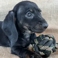 Gypsy ~ Dark Bl/Tan~!, a female Miniature Dachshund for sale in Sarcoxie, MO – Photo 1 of 10