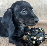Gypsy ~ Dark Bl/Tan~!, a female Miniature Dachshund for sale in Sarcoxie, MO – Photo 1 of 10