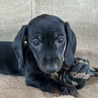 Gypsy ~ Dark Bl/Tan~!, a female Miniature Dachshund for sale in Sarcoxie, MO – Photo 8 of 10