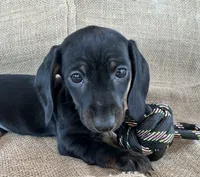 Gypsy ~ Dark Bl/Tan~!, a female Miniature Dachshund for sale in Sarcoxie, MO – Photo 8 of 10