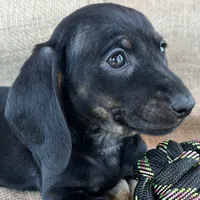 Gypsy ~ Dark Bl/Tan~!, a female Miniature Dachshund for sale in Sarcoxie, MO – Photo 3 of 10