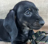 Gypsy ~ Dark Bl/Tan~!, a female Miniature Dachshund for sale in Sarcoxie, MO – Photo 3 of 10