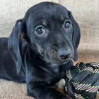 Gypsy ~ Dark Bl/Tan~!, a female Miniature Dachshund for sale in Sarcoxie, MO – Photo 10 of 10