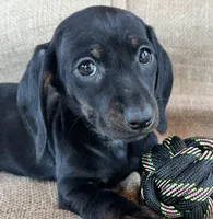 Gypsy ~ Dark Bl/Tan~!, a female Miniature Dachshund for sale in Sarcoxie, MO – Photo 10 of 10