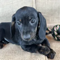 Gypsy ~ Dark Bl/Tan~!, a female Miniature Dachshund for sale in Sarcoxie, MO – Photo 7 of 10