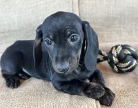Gypsy ~ Dark Bl/Tan~!, a female Miniature Dachshund for sale in Sarcoxie, MO – Photo 7 of 10