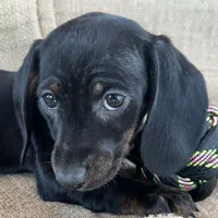 Gypsy ~ Dark Bl/Tan~!, a female Miniature Dachshund for sale in Sarcoxie, MO – Photo 4 of 10