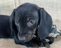 Gypsy ~ Dark Bl/Tan~!, a female Miniature Dachshund for sale in Sarcoxie, MO – Photo 4 of 10