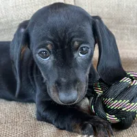 Gypsy ~ Dark Bl/Tan~!, a female Miniature Dachshund for sale in Sarcoxie, MO – Photo 6 of 10