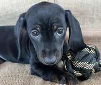 Gypsy ~ Dark Bl/Tan~!, a female Miniature Dachshund for sale in Sarcoxie, MO – Photo 6 of 10