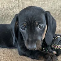 Gypsy ~ Dark Bl/Tan~!, a female Miniature Dachshund for sale in Sarcoxie, MO – Photo 2 of 10