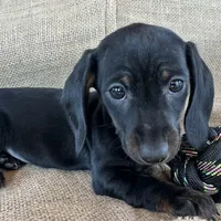 Gypsy ~ Dark Bl/Tan~!, a female Miniature Dachshund for sale in Sarcoxie, MO – Photo 9 of 10