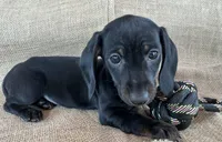 Gypsy ~ Dark Bl/Tan~!, a female Miniature Dachshund for sale in Sarcoxie, MO – Photo 9 of 10