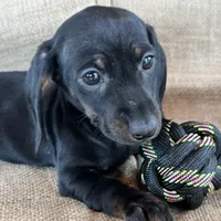 Gypsy ~ Dark Bl/Tan~!, a female Miniature Dachshund for sale in Sarcoxie, MO – Photo 5 of 10
