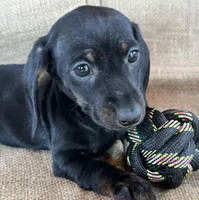 Gypsy ~ Dark Bl/Tan~!, a female Miniature Dachshund for sale in Sarcoxie, MO – Photo 5 of 10