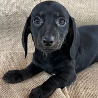 Greta~Very Sleek Girl~!, a female Miniature Dachshund for sale in Sarcoxie, MO – Photo 6 of 9