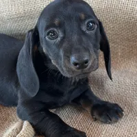 Greta~Very Sleek Girl~!, a female Miniature Dachshund for sale in Sarcoxie, MO – Photo 8 of 9