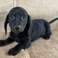 Greta~Very Sleek Girl~!, a female Miniature Dachshund for sale in Sarcoxie, MO – Photo 7 of 9