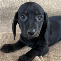 Greta~Very Sleek Girl~!, a female Miniature Dachshund for sale in Sarcoxie, MO – Photo 3 of 9