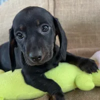 Greta~Very Sleek Girl~!, a female Miniature Dachshund for sale in Sarcoxie, MO – Photo 1 of 9