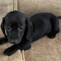 Greta~Very Sleek Girl~!, a female Miniature Dachshund for sale in Sarcoxie, MO – Photo 9 of 9