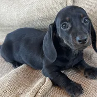 Greta~Very Sleek Girl~!, a female Miniature Dachshund for sale in Sarcoxie, MO – Photo 5 of 9