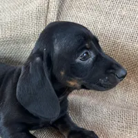 Greta~Very Sleek Girl~!, a female Miniature Dachshund for sale in Sarcoxie, MO – Photo 2 of 9